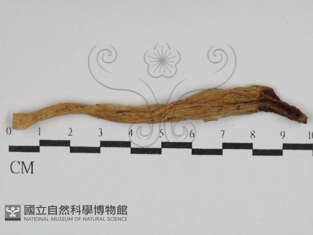 登錄號:F0029786藏品圖，第1張