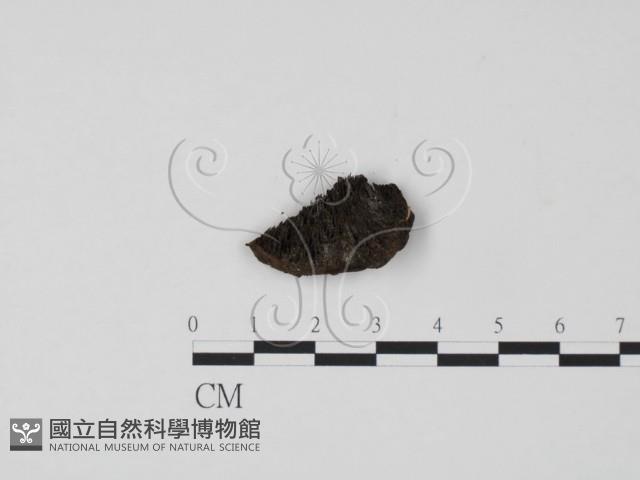 登錄號:F0009786藏品圖，第1張