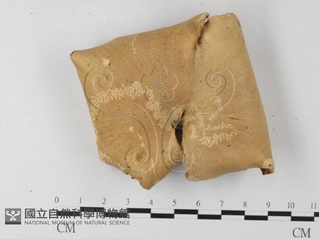 多孔菌屬藏品圖，第1張