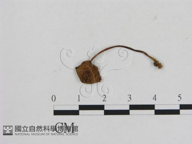 小菇屬藏品圖，第1張