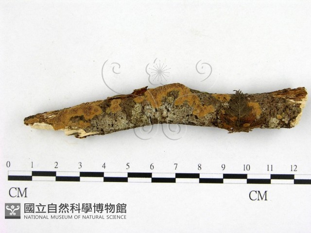 登錄號:F0013786藏品圖，第1張