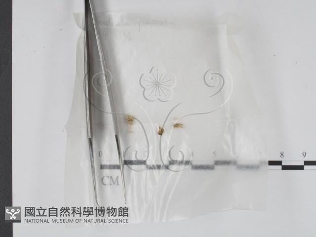 登錄號:F0000586藏品圖，第1張