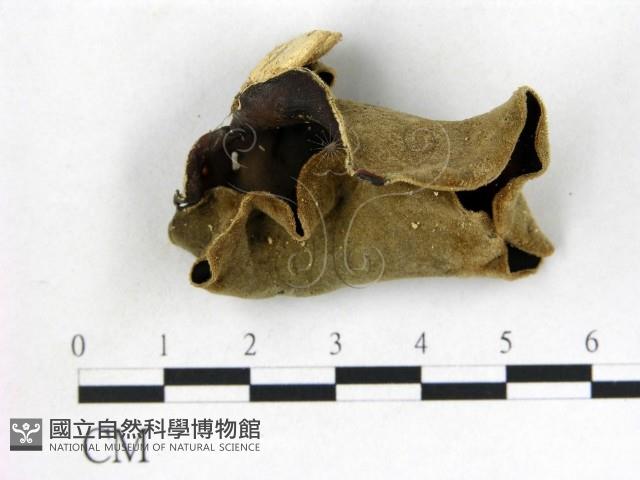 毛木耳藏品圖，第1張