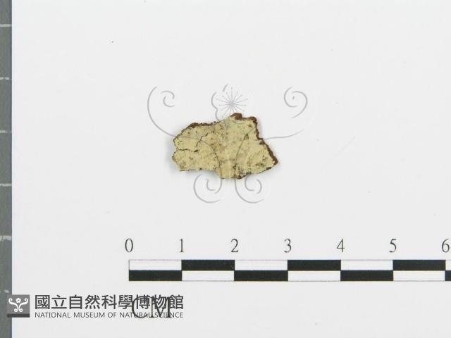 登錄號:F0016586藏品圖，第1張
