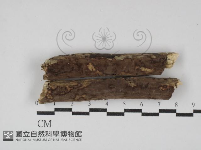 登錄號:F0001586藏品圖，第1張