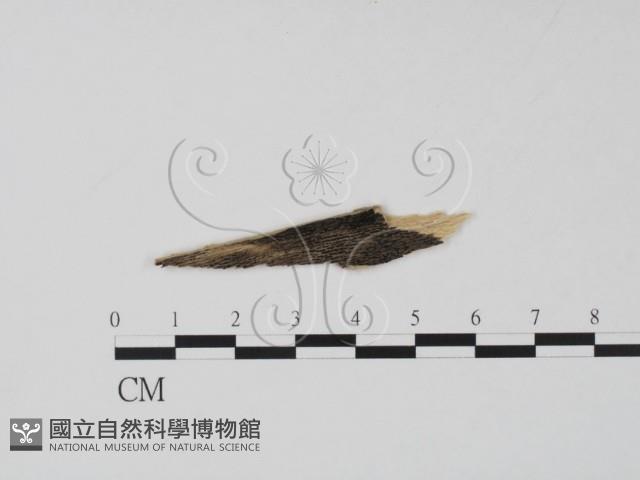 登錄號:F0011586藏品圖，第1張
