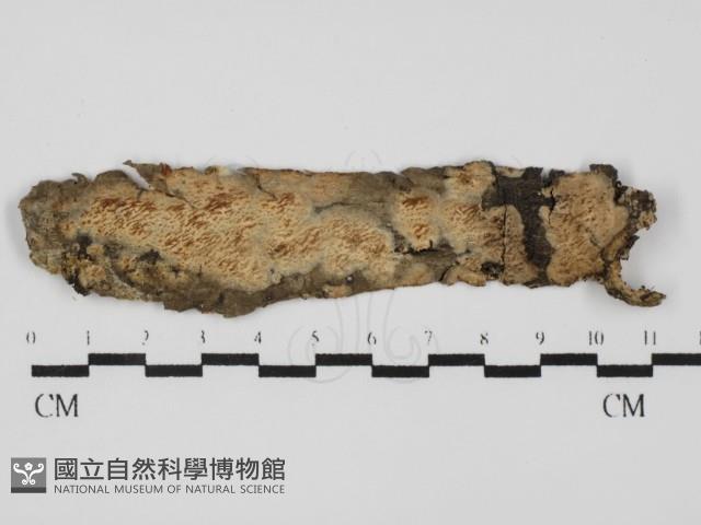 登錄號:F0031586藏品圖，第1張