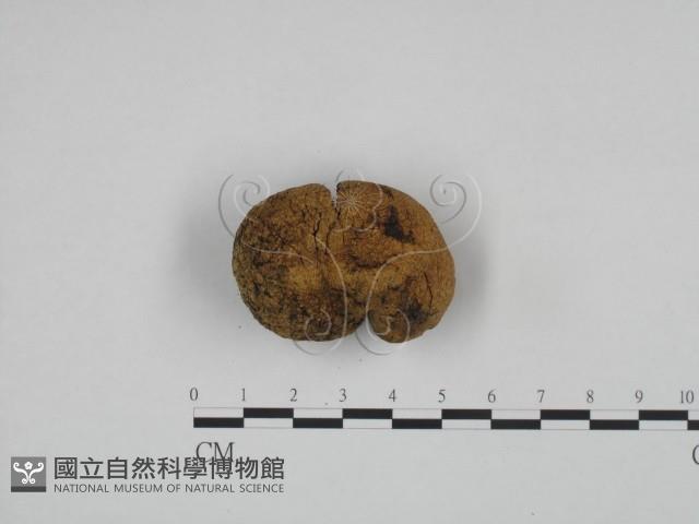 登錄號:F0024586藏品圖，第1張