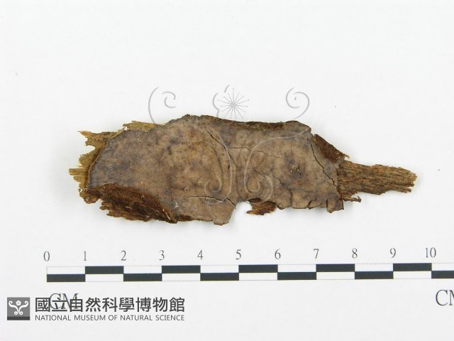 登錄號:F0004586藏品圖，第1張