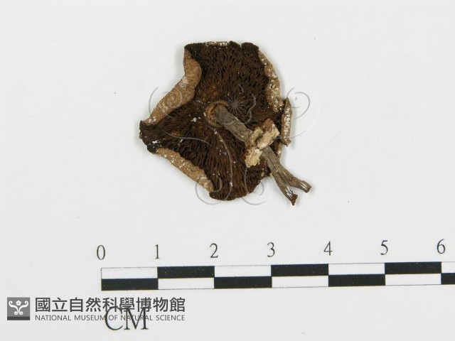 細鱗蘑菇藏品圖，第1張