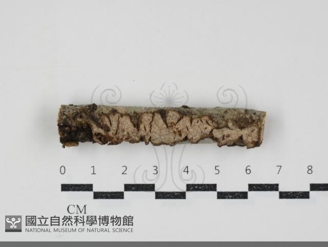 登錄號:F0034586藏品圖，第1張