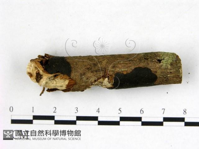 登錄號:F0022586藏品圖，第1張