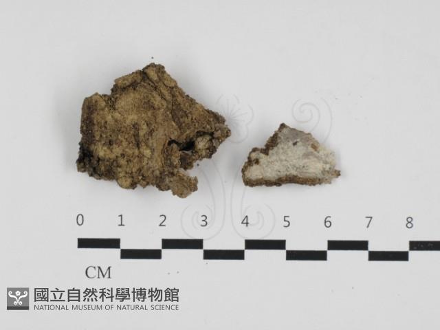 銳岩菌屬藏品圖，第1張