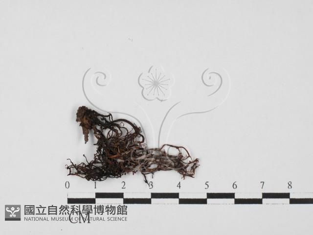 登錄號:F0027586藏品圖，第1張