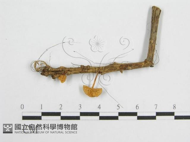 登錄號:F0007586藏品圖，第1張