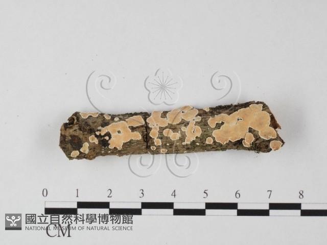 登錄號:F0025586藏品圖，第1張