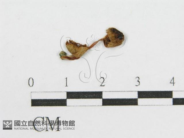登錄號:F0015586藏品圖，第1張