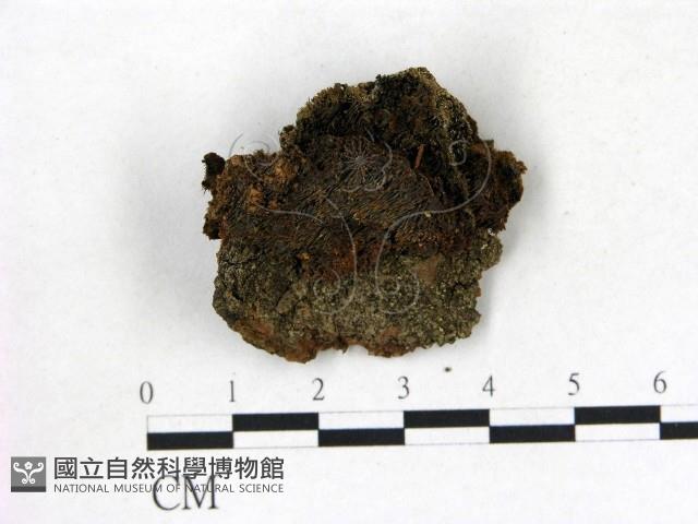 登錄號:F0009586藏品圖，第1張