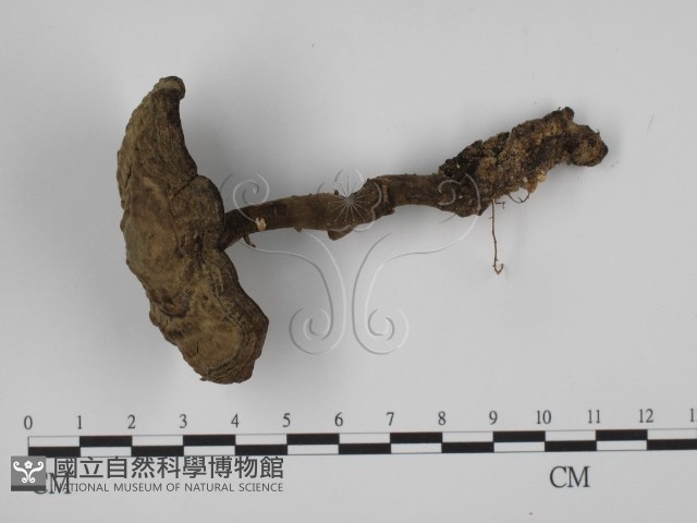 登錄號:F0023586藏品圖，第1張