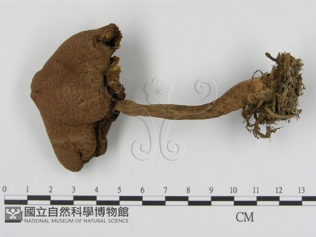 登錄號:F0003586藏品圖，第1張