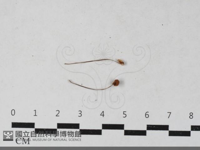 登錄號:F0033586藏品圖，第1張