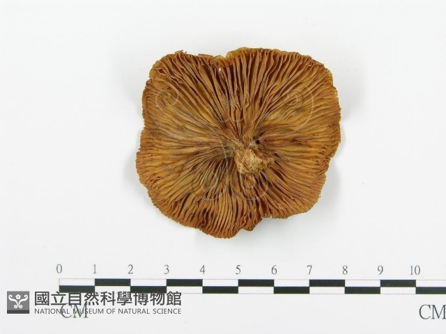 登錄號:F0008186藏品圖，第1張
