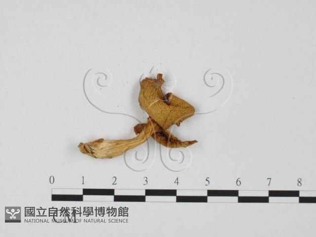 登錄號:F0020186藏品圖，第1張