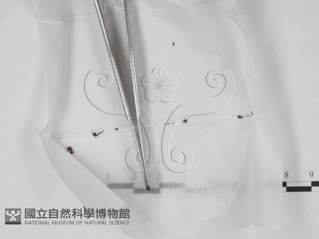 登錄號:F0000186藏品圖，第1張