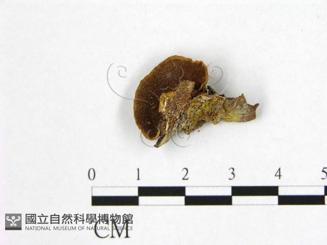 登錄號:F0006186藏品圖，第1張