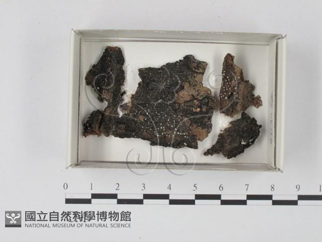 登錄號:F0021186藏品圖，第1張