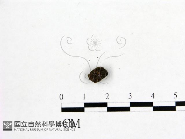 登錄號:F0001186藏品圖，第1張