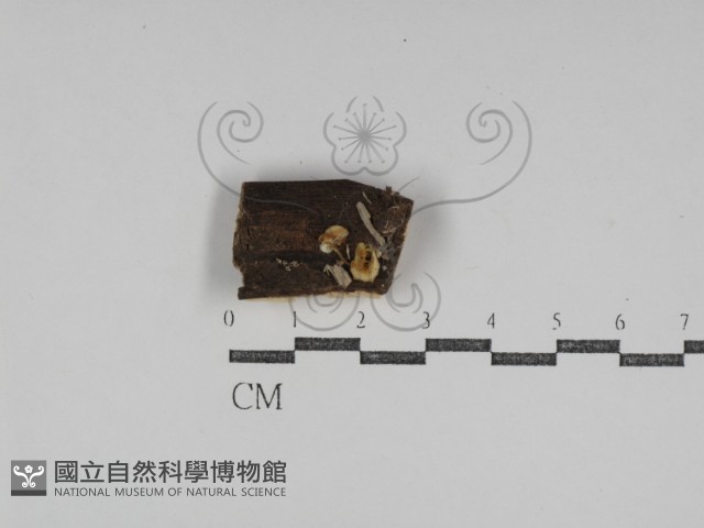 登錄號:F0031186藏品圖，第1張