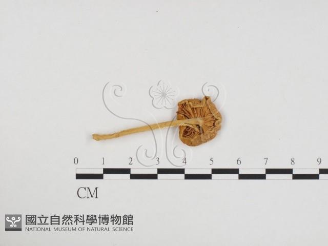 登錄號:F0024186藏品圖，第1張