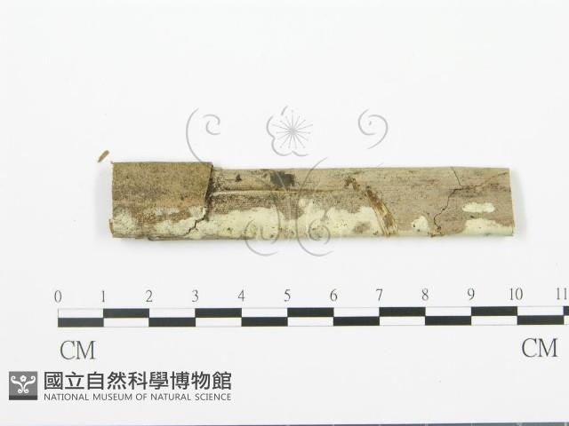 射脈菌屬藏品圖，第1張