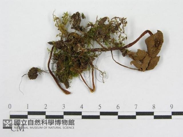 粉褶菌屬藏品圖，第1張