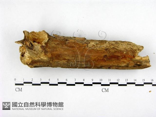 登錄號:F0022186藏品圖，第1張