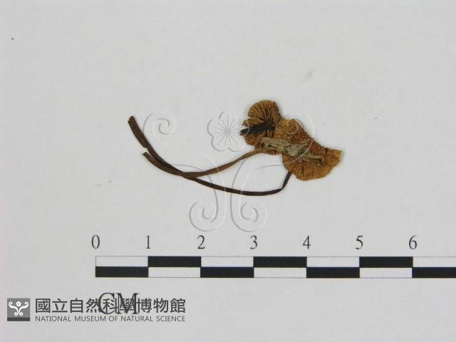 小菇屬藏品圖，第1張