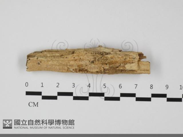 登錄號:F0032186藏品圖，第1張