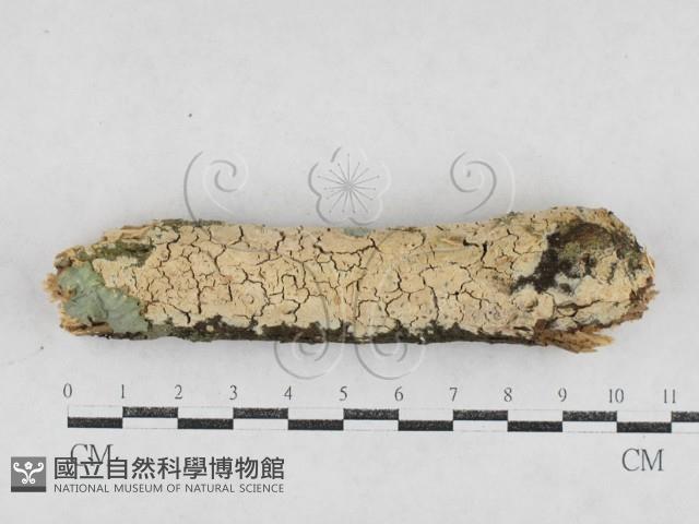 絲齒菌屬藏品圖，第1張