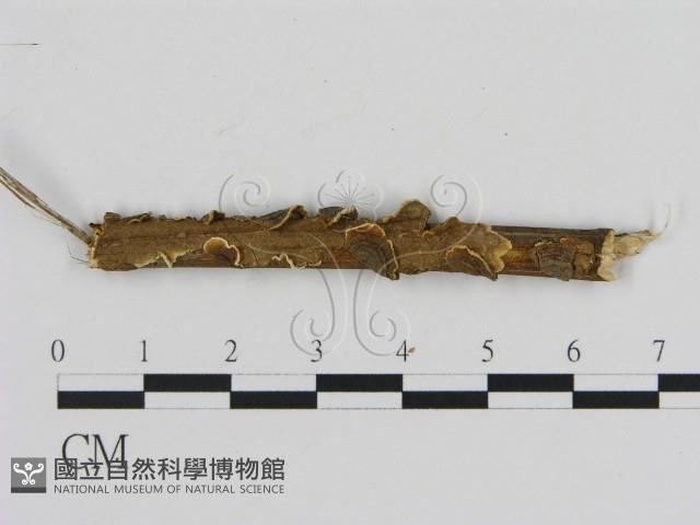 登錄號:F0007186藏品圖，第1張