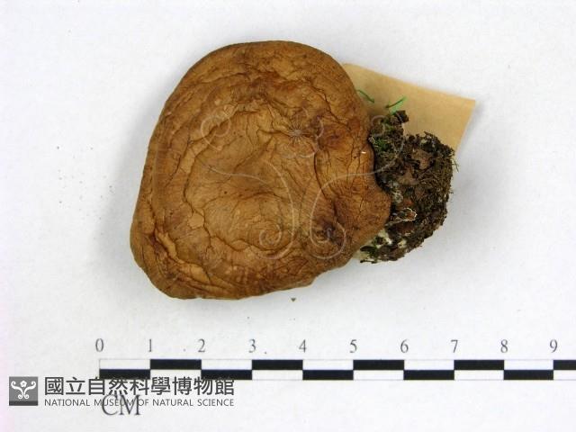 登錄號:F0017186藏品圖，第1張