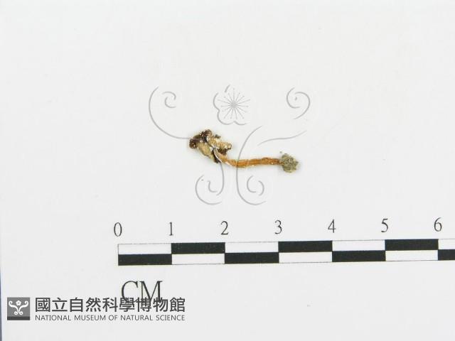 傘菌屬藏品圖，第1張