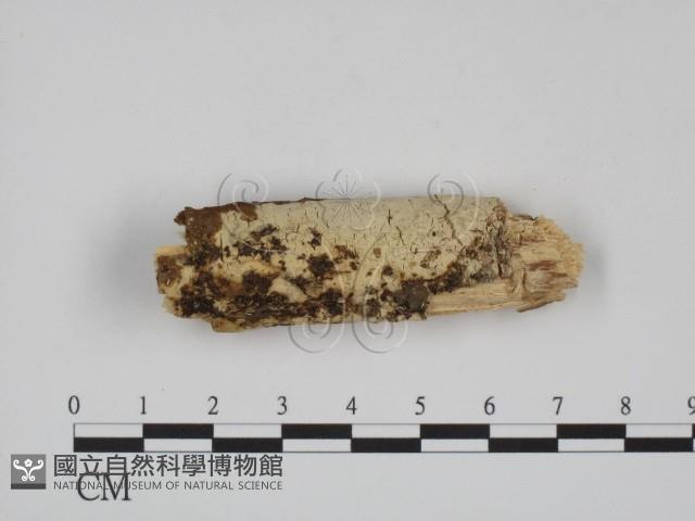 登錄號:F0015186藏品圖，第1張