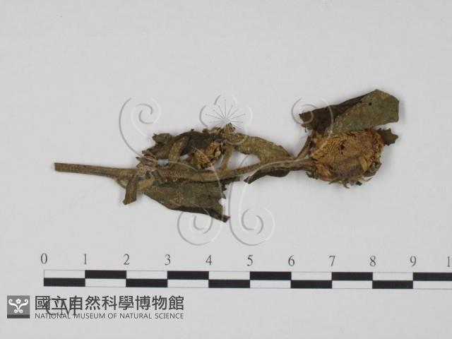 登錄號:F0019186藏品圖，第1張