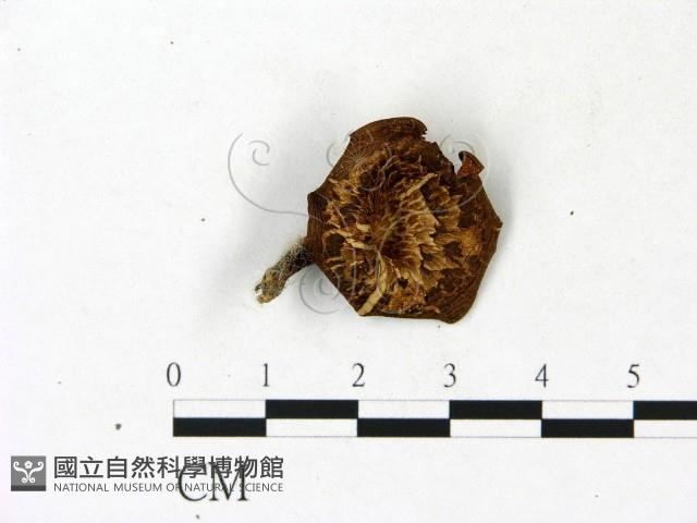 多孔菌屬藏品圖，第1張