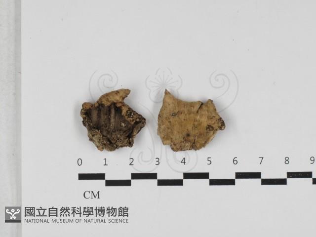 煙管菌藏品圖，第1張