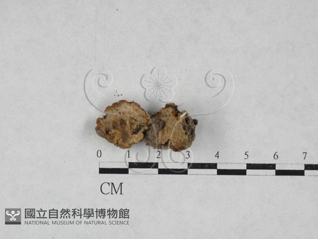 硬孔菌屬藏品圖，第1張