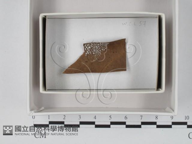 登錄號:F0018086藏品圖，第1張