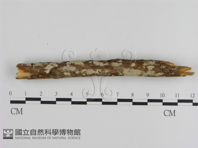 絲皮菌屬藏品圖，第1張
