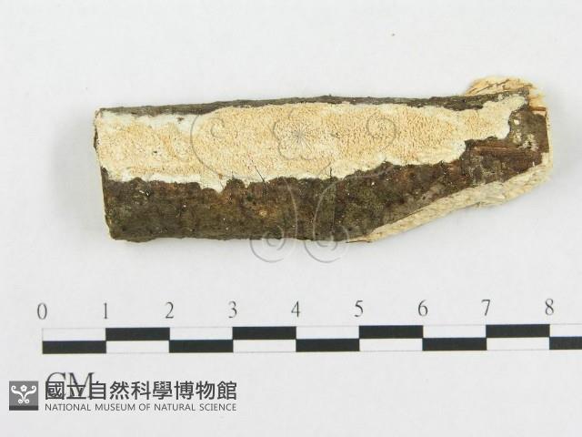 登錄號:F0000086藏品圖，第1張